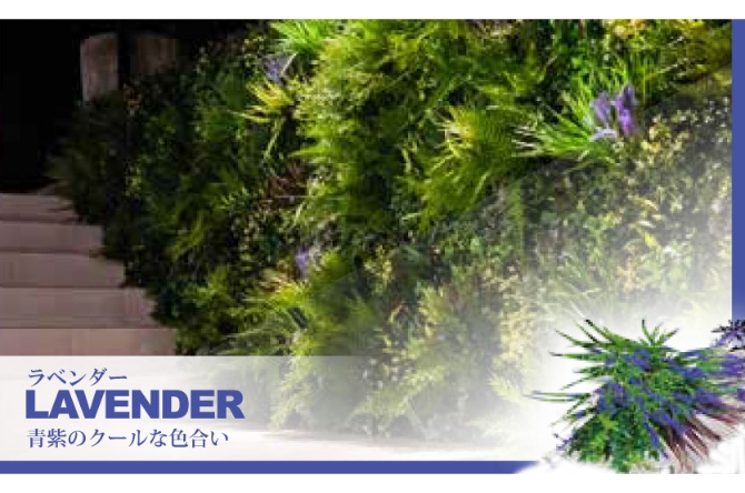 ラベンダー