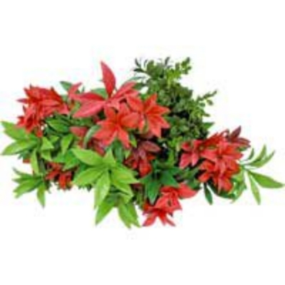 カラーボックス（レッド）