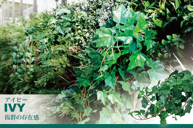 アイビー